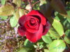 PICT2243.JPG