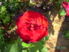 PICT2244.JPG