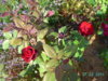 PICT2245.JPG