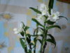 DSCN1850.JPG