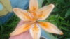DSC01837.JPG