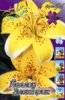 Lilium Yellow Electric.jpg