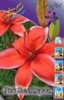 Lilium Red Electric.jpg