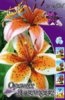 Lilium Orange Electric.jpg