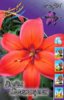 Lilium Wine Electric.jpg