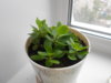 DSCN3220.JPG