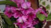 DSC08821 - копия.JPG
