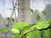 PICT2423.JPG
