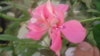 DSC01906.JPG