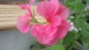 DSC01881.JPG