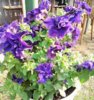 петуния махровая фиолетовая.jpg