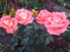 20140824_194724.jpg