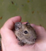 degu08.jpg