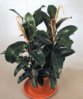 inter_FICUS MELANY.jpg