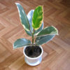 ficus-elastica-tineke5.jpg