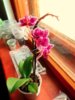14026787.orchid.jpg