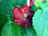 abutilon_albertino_17.jpg