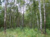 .лес,дача 022.JPG