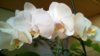 WP_20140409_20_07_10_Pro.jpg