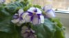 WP_20140510_12_21_36_Pro.jpg