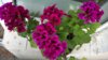 WP_20140728_15_32_58_Pro.jpg