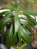 DSCN5592.JPG