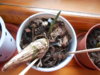 DSCN1067.JPG