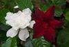 Gardenia_plus_Dipladenia.jpg