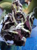 DSC08813.JPG