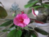 14-51(SRG's Cherry Eruption.JPG