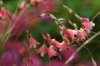 Dierama_igneum_03.JPG