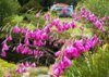 dierama-2.jpg