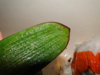 DSC09196.JPG