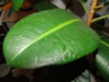 DSC09210.JPG