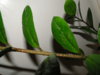 DSC09237.JPG
