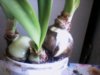 IMG0483A.jpg
