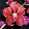 vanda-883.jpg