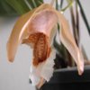coelogyne-speciosa.jpg