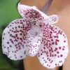 paphipedilum-bellatum.jpg