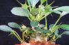 Dorstenia-hildebrandtii.jpg