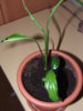 DSCF4245.JPG