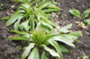 DSCN0962.JPG