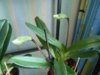 DSCN2459.JPG