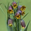 Fritillaria-Uva-Vulpis-3-500x500.800x600w.jpg