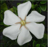 gardenia_jasminoides_white_gem.jpg