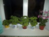DSC03158.JPG
