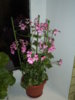 DSC03170.JPG