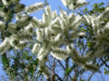 melaleuca_preissiana1-1.jpg