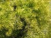 09693-Melaleuca-bracteata.jpg