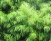 Podocarpus henkelii2.jpg
